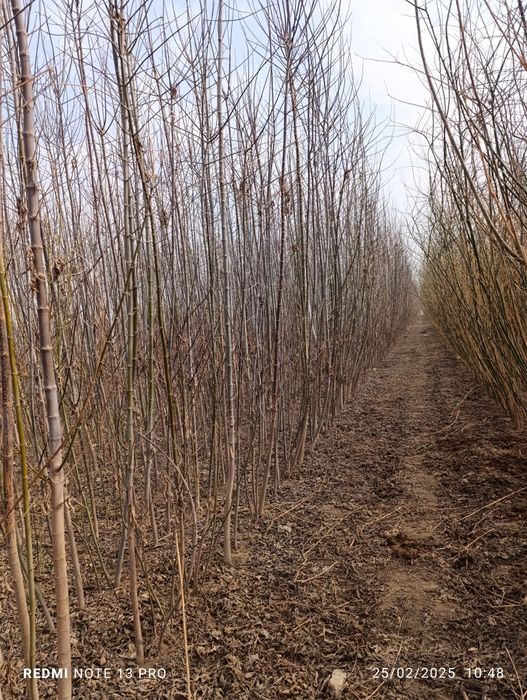 yasin sakura klyon sotiladi 3 yillik 7   8  metrgaca