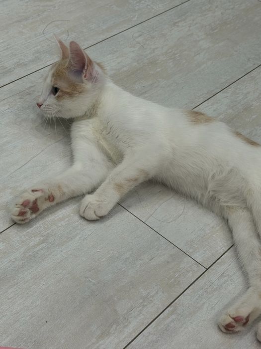 Кошка Котята Шотландка
