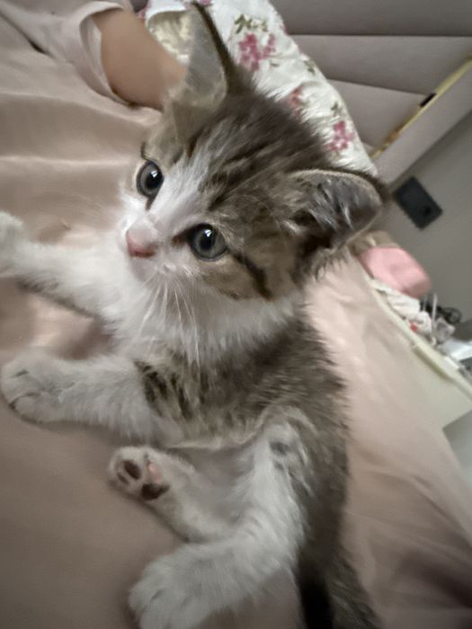 котенок мальчик