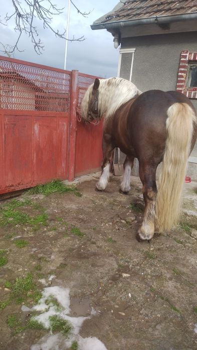 Armăsar disponibil pentru monta!!!