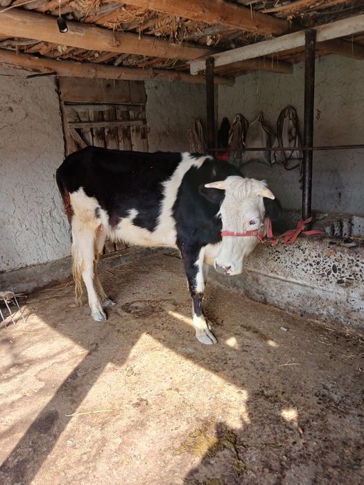 Моллар сотилади  манзил самарканд жомбойда