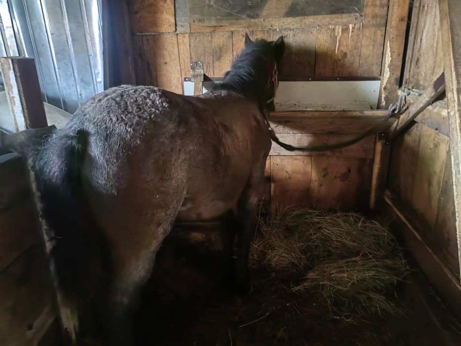 Vând sau schimb , mânză vârstă 7 luni