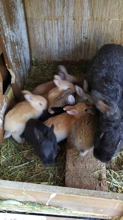 Quyon / Куён / Қуён / Куйон / Кролики 1 ойлик боласи сутдан чиккан