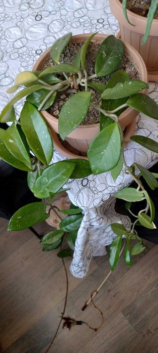 Butasi si plante adulte Lacrima Maicii Domnului, Hoya Carnosa