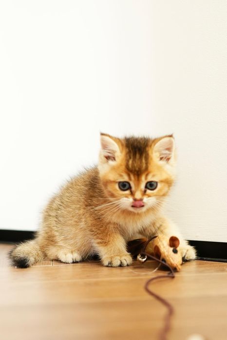 Шиншиллы Алматы котята