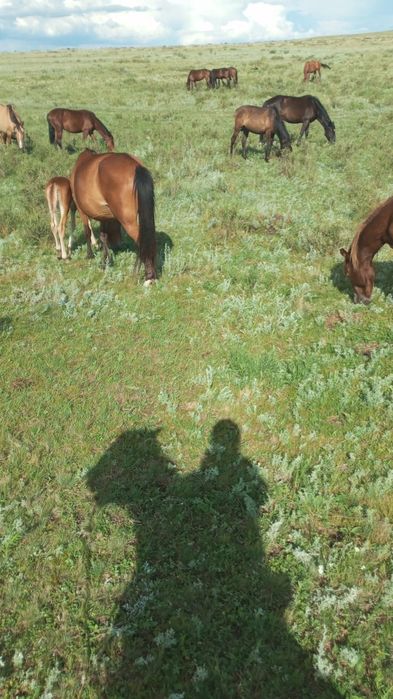 Продам кобылу с жеребенком