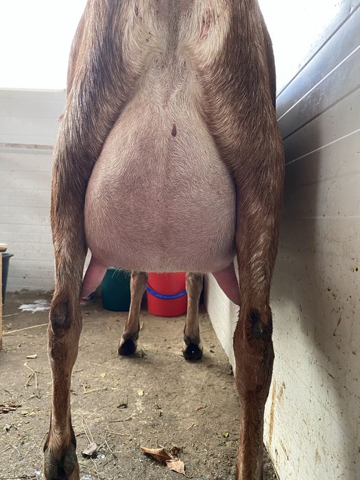 Lapte proaspat de capra