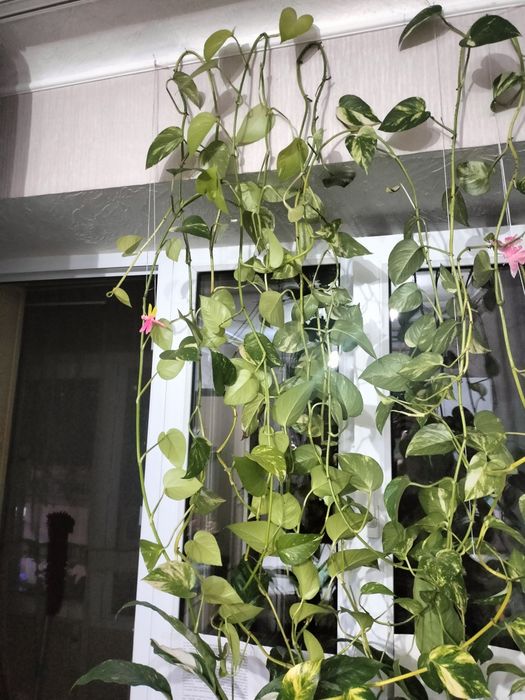 Продам комнатные цветы