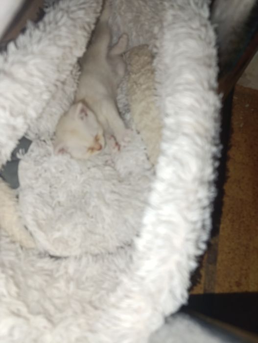 Шотландский котенок