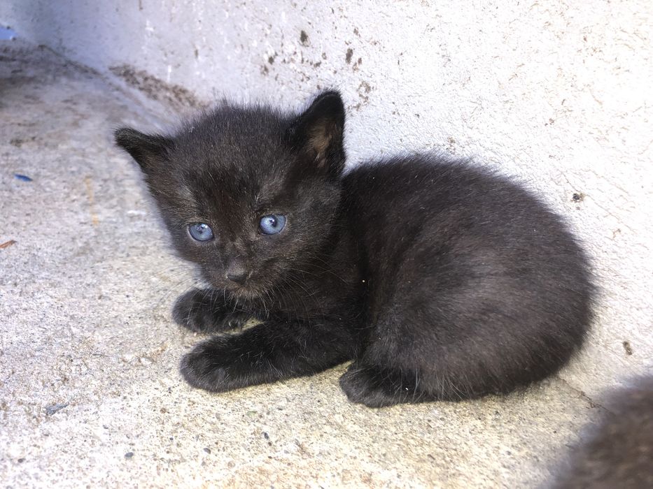 Puiuți de pisică spre adopție