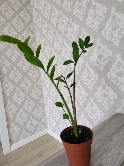 Красивый цветок доллар