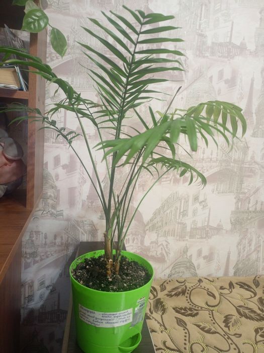 Продаю цветок Хамидолея