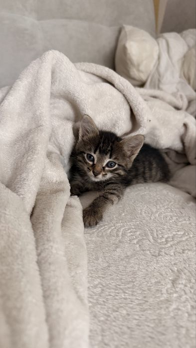 Котенок. Девочка