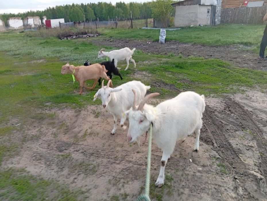 Козы дойные 4козыи козел  козленок