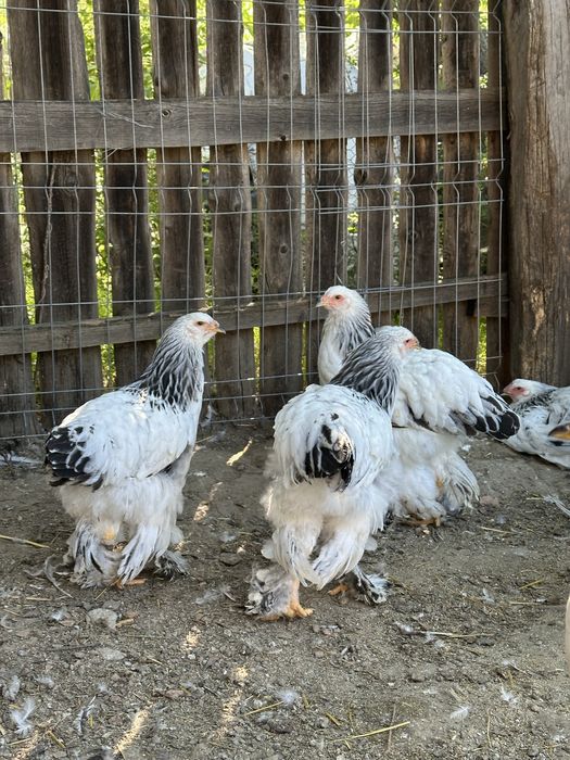 Disponibili tineret brahma herminat deschis