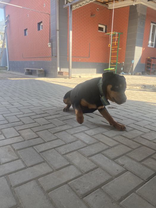 Продам ротвейлера