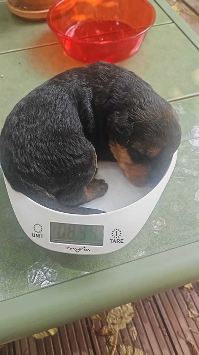 pui Airedale Terrrier cu pedigree de excepție