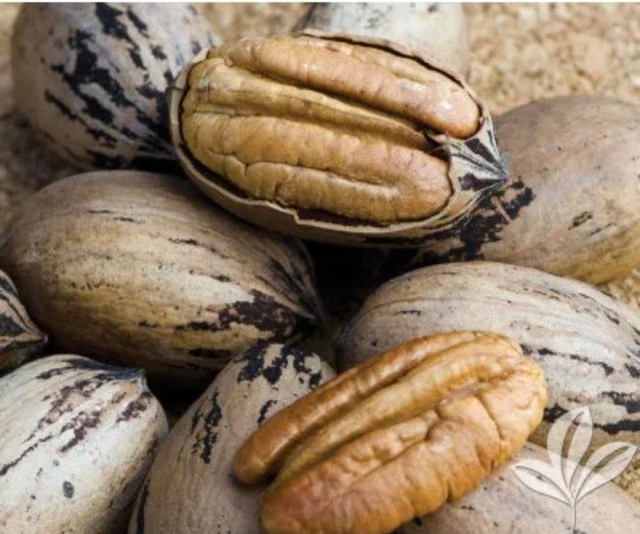 Пекан ёнғоқ кўчати сотилади - Pekan yong`oq kuchati