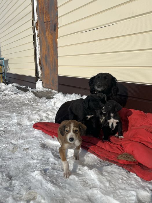 Тазы күшіктер сатылады