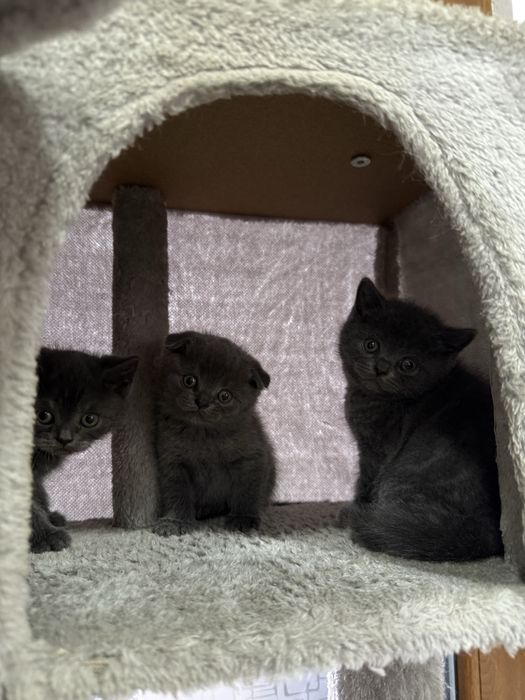 Pui British şi Scotish