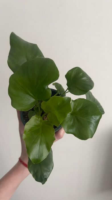 Филодендрон дваждыперистый