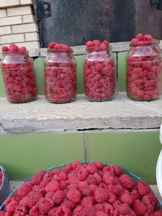 Малина домашняя,