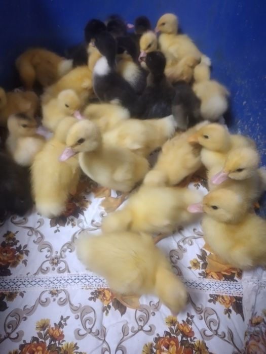 Boboci de rață  de o zi