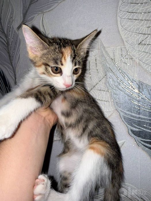 Котята, отдам их даром