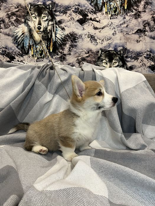 Щенки Вельш Корги Пемброк