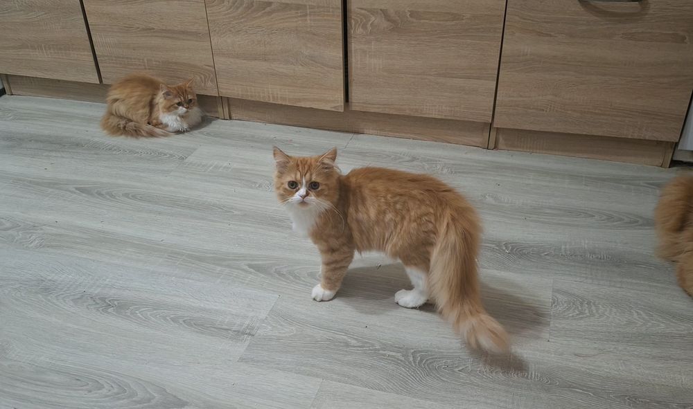 Ангорско  мъжко коте