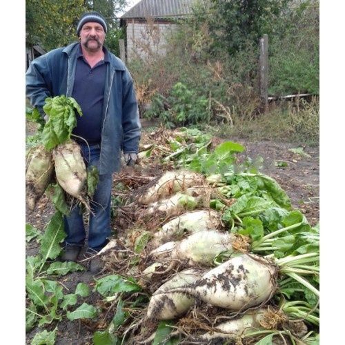 Семена кормовой свеклы ЛАДА