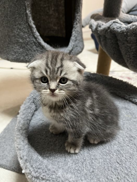 Котята,шотланд-британские