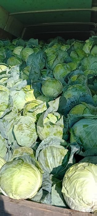 Vând varza Bucharest