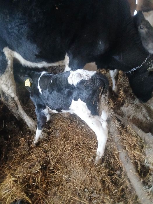 Vand un tauras sugar