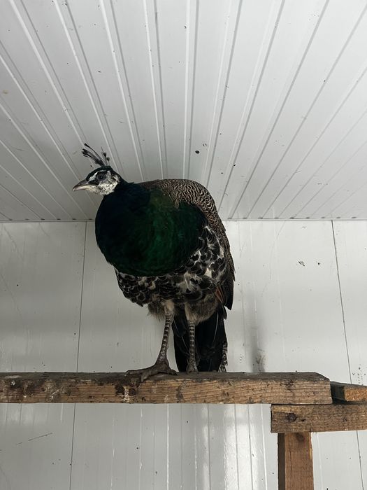 Paun standard mascul