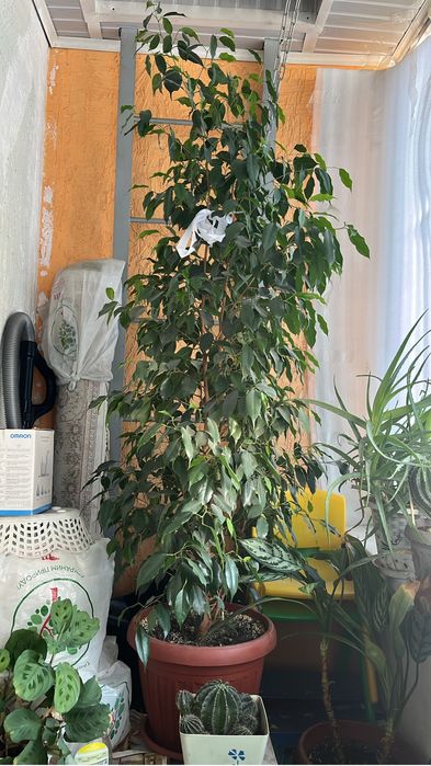 Продаётся фикус Бенджамина