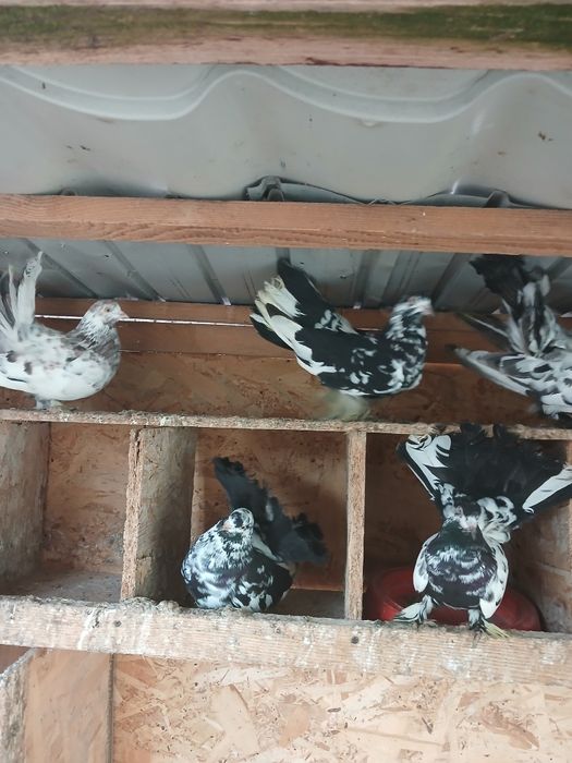 Roleri de Cluj de vinzare