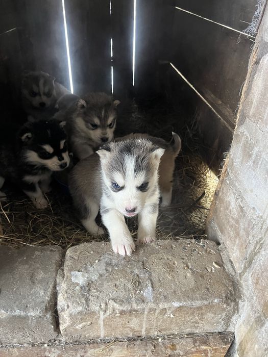 Продам щенят хасски