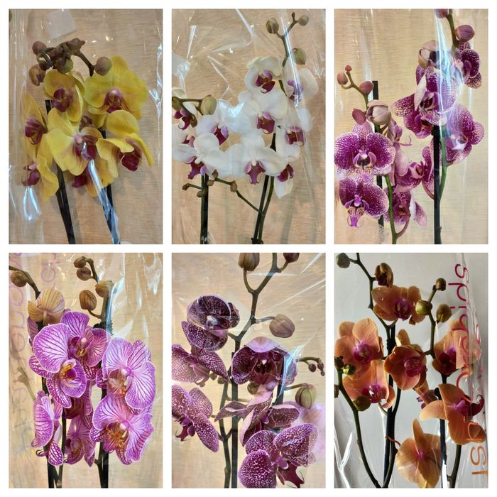 Орхидеи в наличии