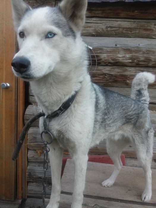 Продам хаски 4 года