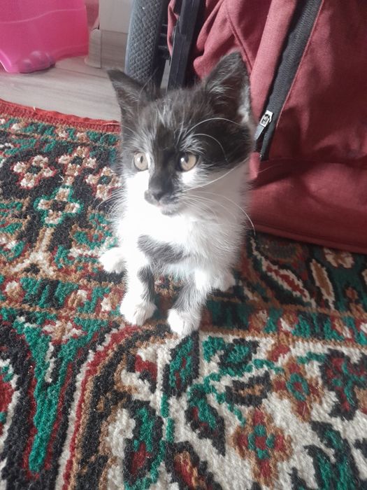 Мысық тегін береміз ұл