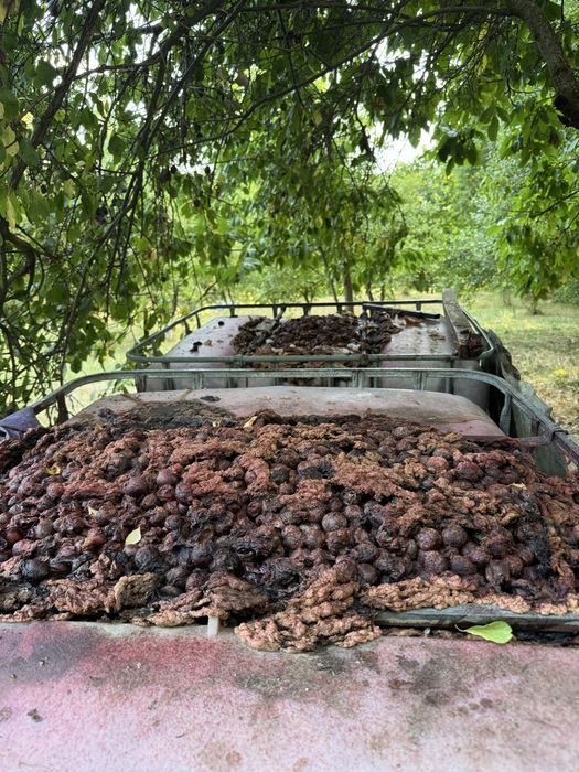 Vand pana la 1000kg Prune