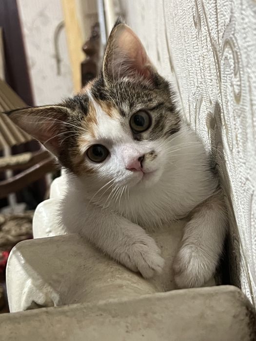 Anastasiya Slanevskaya porno