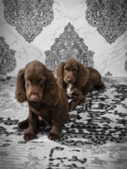 Прадаётся русский спаниел чисто кровньие два малчика