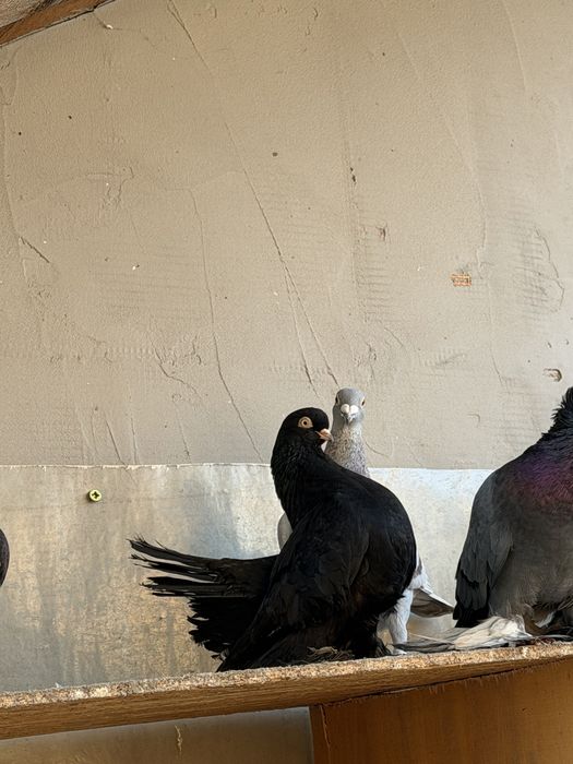 Porumbei ornament diferite rase