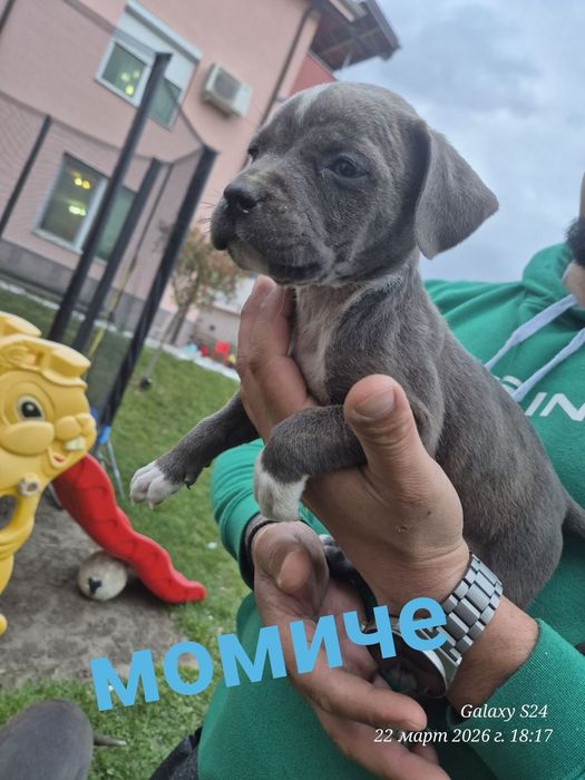 Малки чистокръвни сиви Питбули