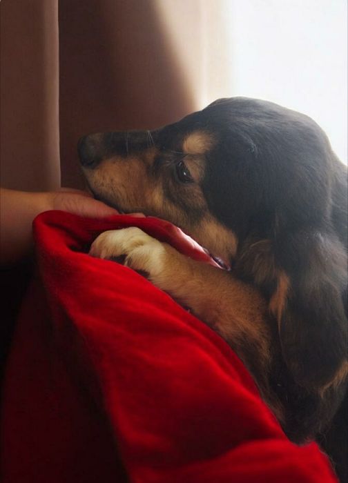 ПОДАРЯВАМ СПЕШНО ТЪРСЯТ ДОМ – 5 малки бебета пазачи.