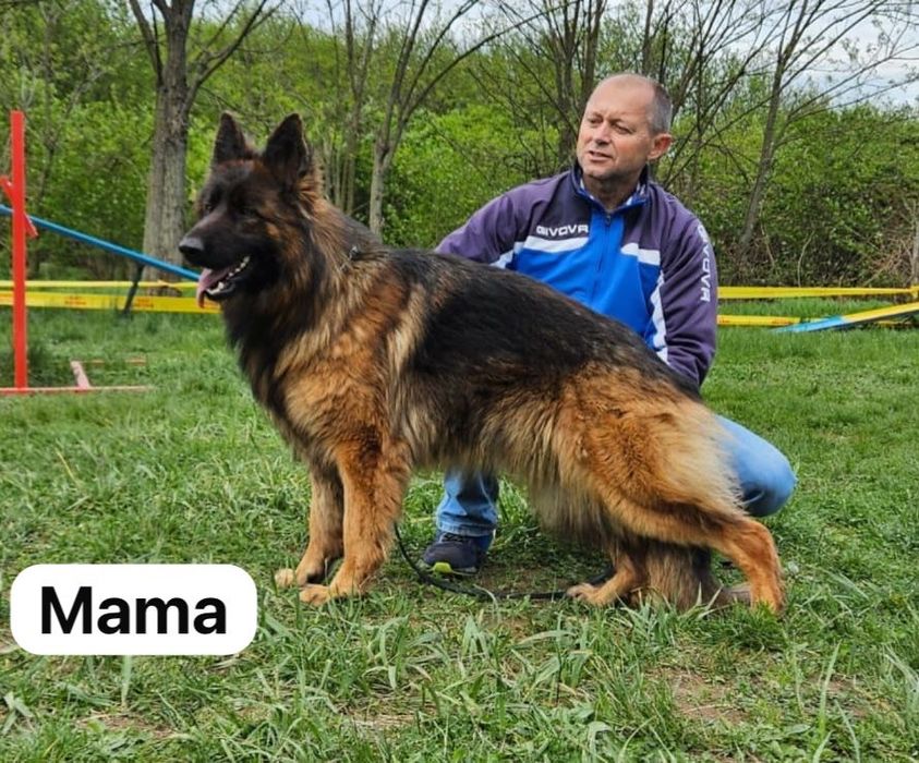 Pui Ciobanesc German