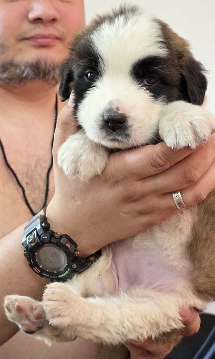 Московская сторожевая