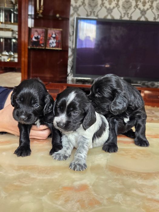 Продаётся щенок русского спаниеля